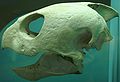 Caretta caretta skull. Smithsonian Museum of Natural History.