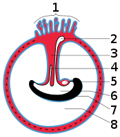 1 Chorionvilli, 2 Dooierzak, 3 Navelstreng, 4 Allantois, 5 Hart, 6 Spijsverteringskanaal, 7 Embryo, 8 Vruchtzak of amnionholte