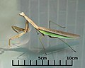 An adult Chinese mantis walking on glass