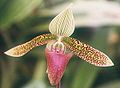 Paphiopedilum sukhakulii