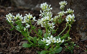 Iarbă scorbut de Tatra (Cochlearia tatrae)