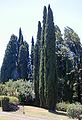 Cupressus sempervirens