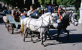 Image illustrative de l’article Cheval en Ouzbékistan