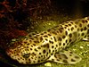 Nursehound, Scyliorhinus stellaris