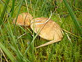 Suillus variegatus