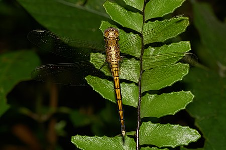 Orthetrum luzonicum (പ്രായപൂർത്തിയാകാത്ത ആൺതുമ്പി)