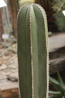 2020 Pachycereus marginatus