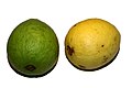 Kvajáva (plody Psidium guajava)