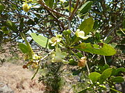 Folhas ovais e brilhantes e flores brancas