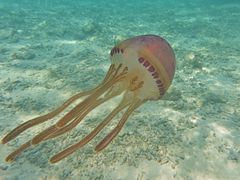 Une méduse Thysanostoma loriferum