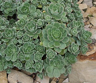 Aeonium haworthii