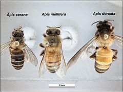 Trois abeilles épinglées