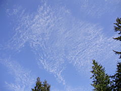 Cirrocumulus lacunosus