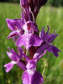 Dactylorhiza elata