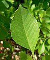 Fraxinus velutina