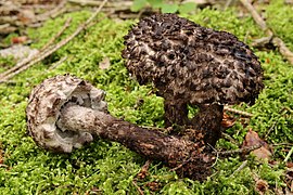 Strobilomyces strobilaceus