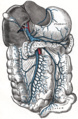 หลอดเลือดดำพอร์ทัล (portal vein) และสาขาของมัน