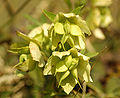 Helleborus orientalis