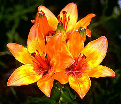 Ruskolilja (Lilium bulbiferum)