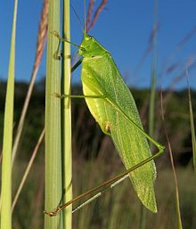 Scudderia sp.jpg