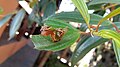 Housenka Adelpha serpa