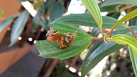 Lagarta da Adelpha serpa