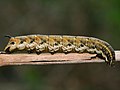 Larva de Agrius convolvuli.