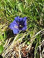 Cupă (Gentiana acaulis)