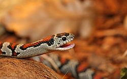 Lampropeltis mexicana