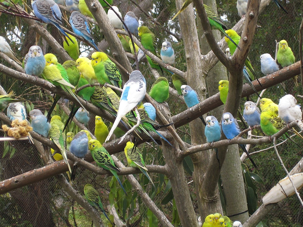 de Wikipedia-gemeenschap kent vogels van diverse pluimage