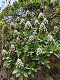 Vignette pour Echium hypertropicum