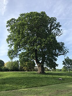 Quercus robur habit