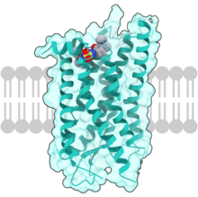 CCR7 receptor.png