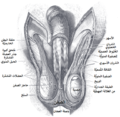 الصفن.