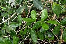 Guaiacum officinale 3.JPG