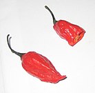 Peperoncino asiatico bhut jolokia) (C. chinense x C. frutescens)