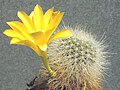 Rebutia senilis var. kesselringiana se žlutými květy je známa též jako R. chrysacantha var. kesselringiana.