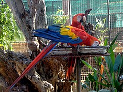 A pair of scarlet macaws (Ara macao)