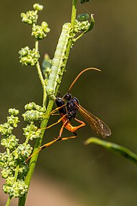 2. Platz – Detail: Parasitische Sichelwespe (Therion circumflexum) bei der Eiablage in eine Raupe im Mittleren Innerstetal mit Kanstein im Landkreis Goslar Foto: Peach-Boy11