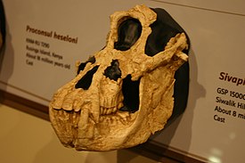 Череп Sivapithecus indicus