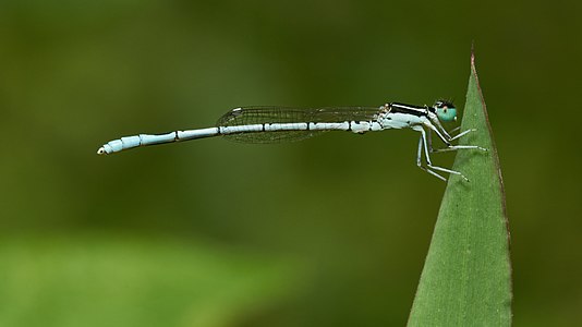 Agriocnemis pieris (ആൺതുമ്പി)