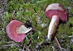 Chalciporus amarellus, le Bolet nain, légèrement amer.