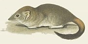 Drawing of brown antechinus