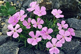 Garofiță de ghețar (Dianthus glacialis)