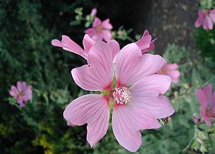 Tysk Poppelrose (Lavatera thuringiaca).