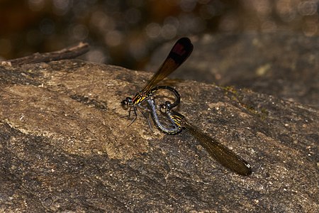 Rhinocypha bisignata (ഇണചേരുന്നു)