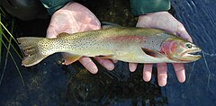 Description de l'image Yellowstone_Cutthroat_Trout.jpg.