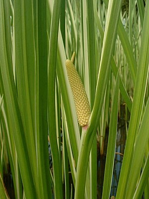 kalam-akoro (Acorus calamus)