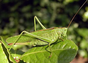 Tettigonia viridissima, wiifke