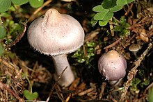 Inocybe.geophylla.lilacina.-.lindsey.jpg